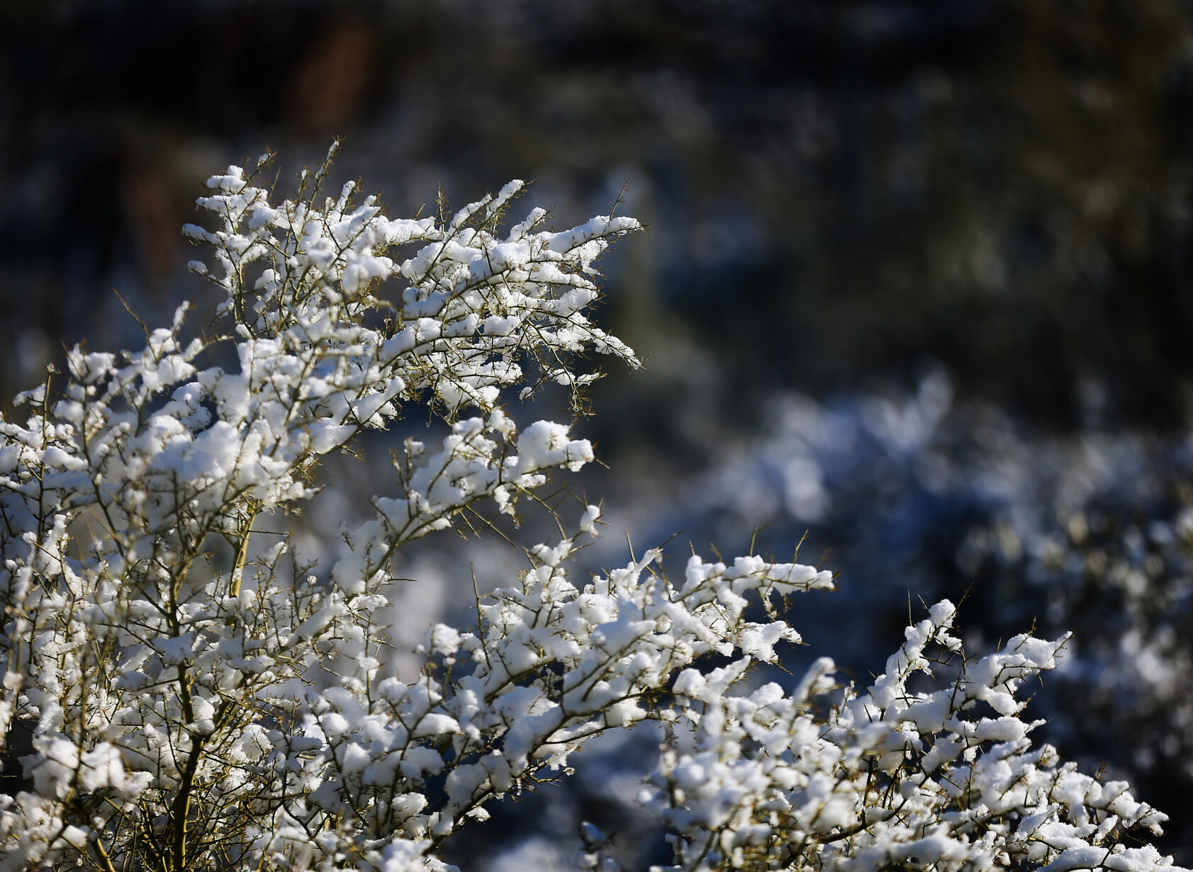 Snow, Tucson, 2023
